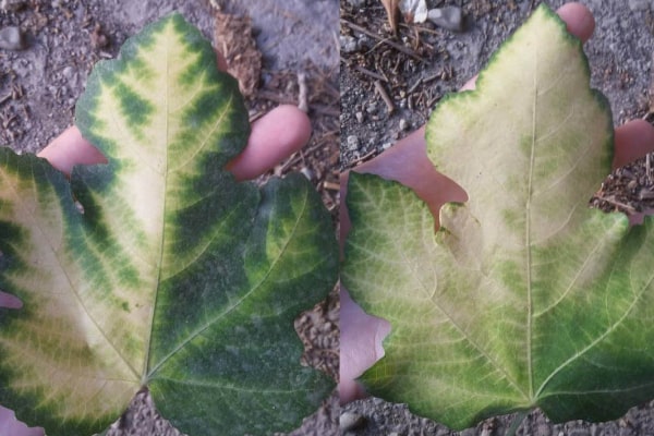 fig leaves turning white