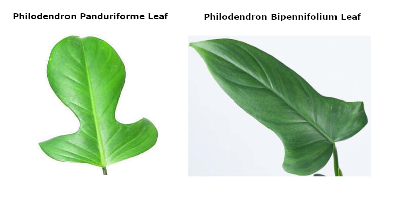 Philodendron Panduriforme vs. Bipennifolium leaf comparison