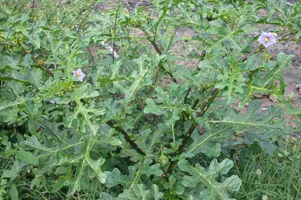 Solanum Linnaeanum